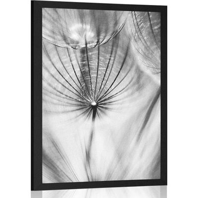 Plakát pampeliška v černobílém provedení - 20x30 no frame