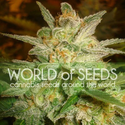World of Seeds Star 47 semienka neobsahujú THC 12 ks
