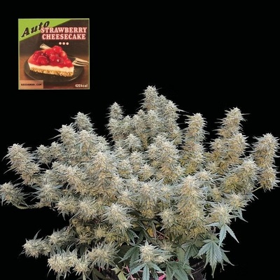SEEDSMAN Strawberry Cheesecake semienka neobsahujú THC 1 ks