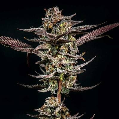 Elev8 SeedsGelato Kiss semena neobsahují THC 3 ks