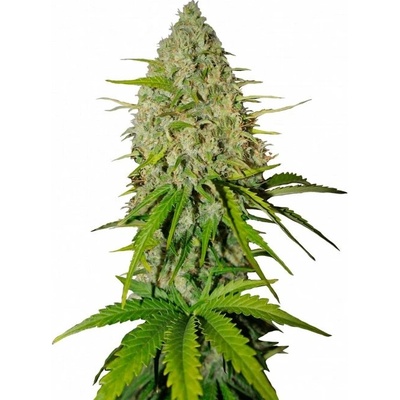 Fastbuds Grapefruit Auto semienka neobsahujú THC 100 ks