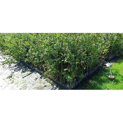 Čučoriedky kanadské, sadenice 3 - 4 ročné PROMO cena, Bluecrop, Bonus, Brigitta, Elliot, Earlyblue, Elizabeth, Darrow, Duke, Chandler, Hannah, Patriot, Toro, Chile, Bolivia, ...