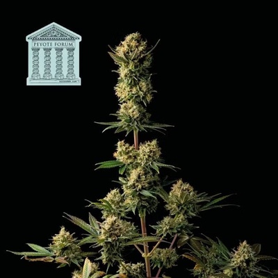 SEEDSMAN Peyote Forum semienka neobsahujú THC 3 ks