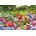 EUROGRAPHICS - Puzzle Bird Gathering - 2 000 piese