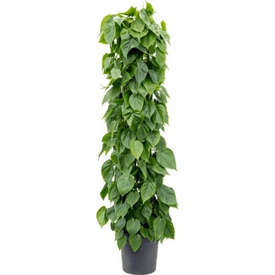 Philodendron scandens Column stĺp 30x160 cm