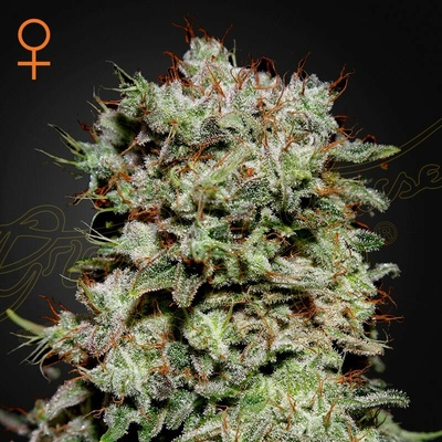 Green House Seed Kalashnikova semienka neobsahujú THC 10 ks