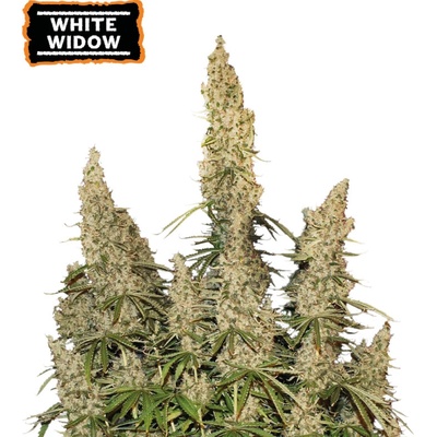 Seedstockers White Widow AUTO semena neobsahují THC 3 ks – Sleviste.cz