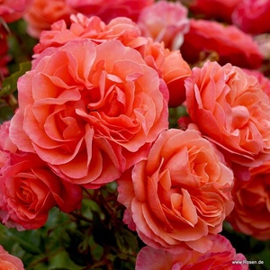 Kordes® Роза Coral Lions-Rose® - Kordes®