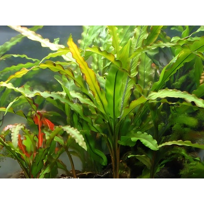 Cryptocoryne spiralis