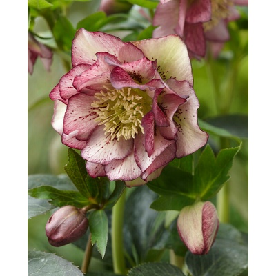 Čemeřice 'Double Ellen Picotee' 1 ks – Zboží Dáma