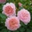 David Austin® Роза Wildeve® (Ausbonny)- David Austin®