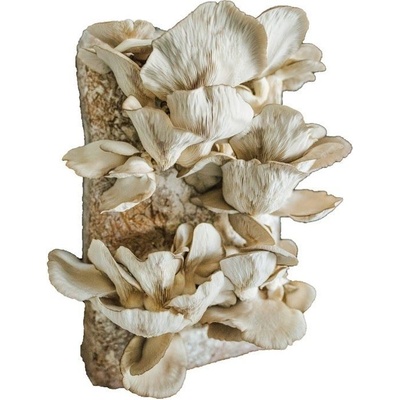 PLANTO Směs pro pěstování Hlíva ústřičná 15kg (Pleurotus ostreatus) PO-15KG-HU