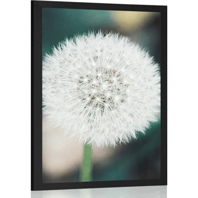 Plakát bílý nadýchaný klobouček pampelišky - 20x30 white