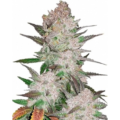 Fastbuds Cream Cookies Auto semienka neobsahujú THC 100 ks