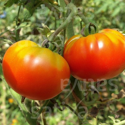 Bio rajče Rouge de Marmande Množstvi v balení 25 ks