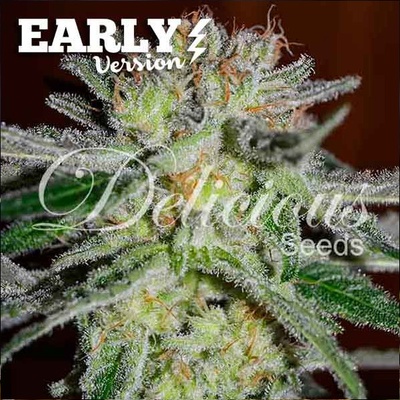 Delicious Seeds Northern Light Blue Early Version semena neobsahují THC 5 ks