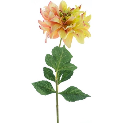 Jiřinka - Dahlia 'Farmer' zelená / růžová V64 cm