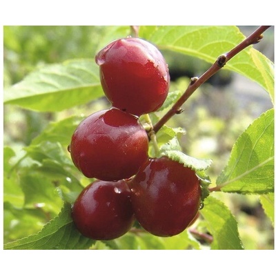 Višňa BIO FloraSelf Bio Prunus cerasus 'Morellenfeuer' 120-150 cm kvetináč 7,5 l