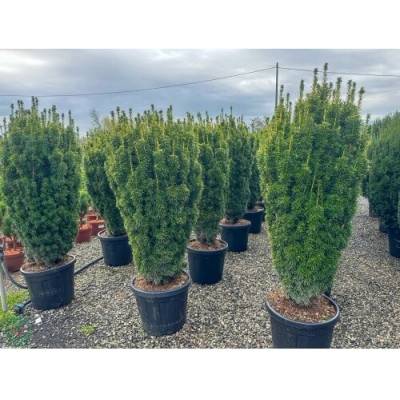 Tis obyčajný (Taxus baccata) ´DAVID´ - výška 130-150 cm, kont. C55L