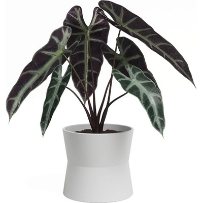 Artevasi Керамична саксия за цветя ø 20 cm Diana - Artevasi (ZAC-848625)