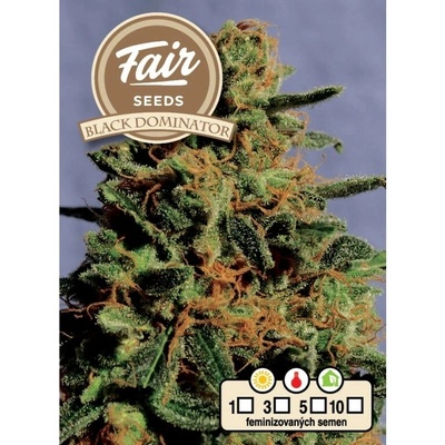 Fair Seeds Black Dominator semienka neobsahujú THC 5 ks