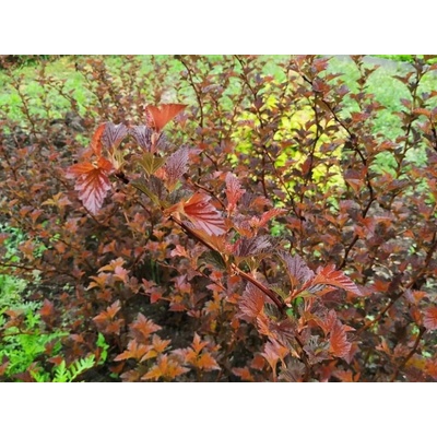 Tavoľa kalinolistá Schuch 20-40cm - Physocarpus opulifolius kont. 2 l