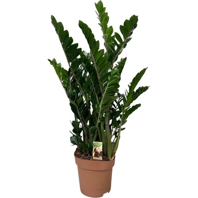 Zamioculcas zamiifolia 30x110 cm