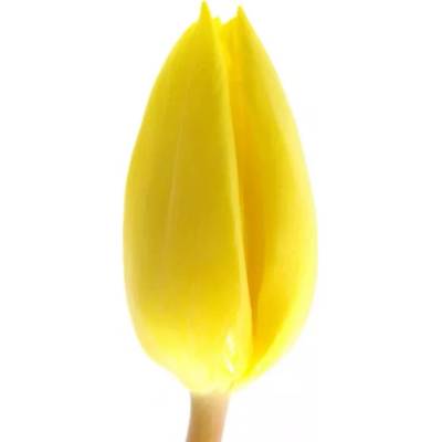 Tulipán EN YELLOW FLIGHT 35cm/36g