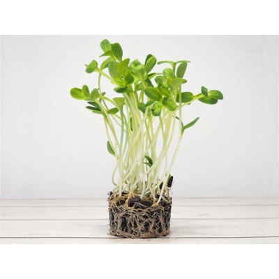 Tiny Greens Slunečnice BIO semínka na klíčení a 100 g