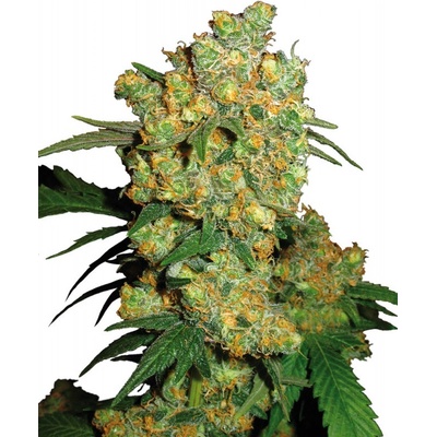 SENSI SEEDS Big Bud semena neobsahují THC 3 ks