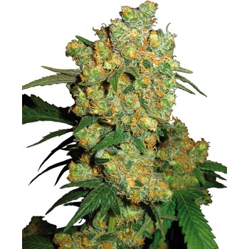SENSI SEEDS Big Bud semena neobsahují THC 3 ks