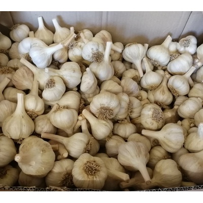 Dukát sadbový česnek Balení: 1kg (14 - 28 ks) – Hledejceny.cz