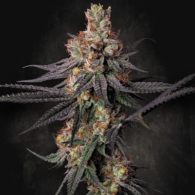 Paradise Seeds Gulupa semienka neobsahujú THC 3 ks