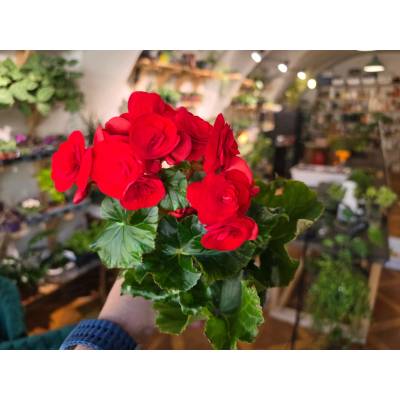 PlantBros flower Kvitnúca begónia Farba: Červená