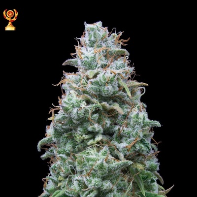 Exclusive Seeds Bank Double W semena neobsahují THC 5 ks