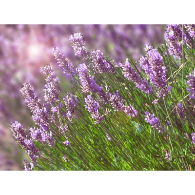 levandule-online.cz Lavandula angustifolia Rosea Levandule lékařská růžová květináč 13 cm