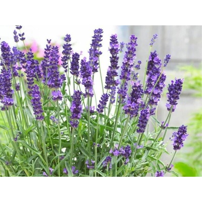 Levanduľa úzkolistá Hidcote Blue - Lavandula angustifolia, kont. 0,5 l