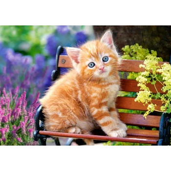 Image 1 of Castorland - Puzzle Ginger Kitten 2 - 500 piese