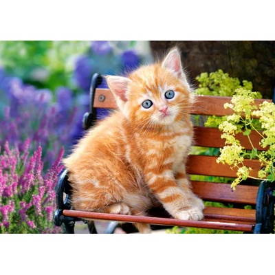 Castorland - Puzzle Ginger Kitten 2 - 500 piese