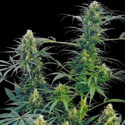 Sensi Seeds Guerrilla's Gusto Regular semena neobsahují THC 10Ks