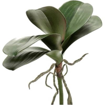 Phalaenopsis listy 30 cm