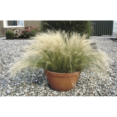 Kavyl péřovitý FloraSelf Stipa tenuifolia 'Pony Tails' 10-30 cm květináč Ø 14 cm
