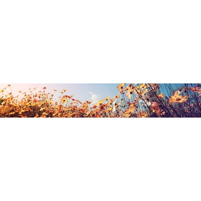 Dimex KI350-123 Fototapeta za linku Spring Meadow rozměry 350 x 60 cm