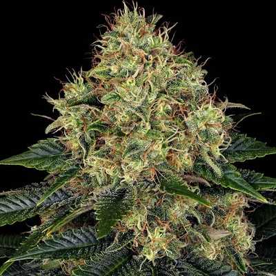 Barney's Farm Skywalker OG AUTO semienka neobsahujú THC 3 ks