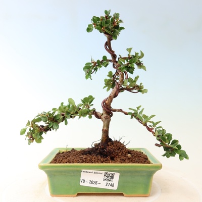 e-bonsai Venkovní bonsai - Cotoneaster horizontalis - Skalník