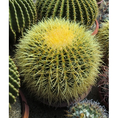 Echinocactus grusonii "Zlatá koule"