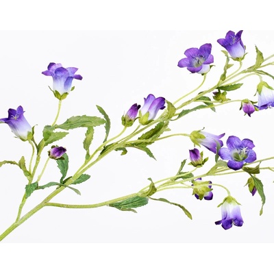 Zvonek - Campanula fialový 92 cm
