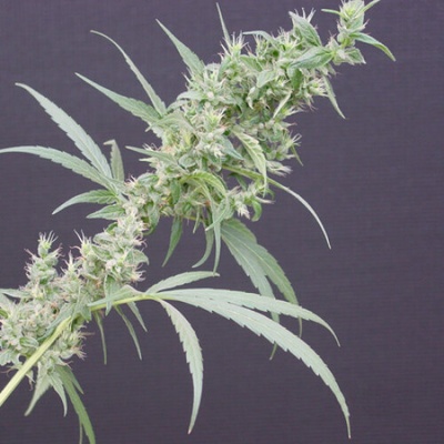 Mr. Nice Neville´s Haze Mango regular semienka neobsahujú THC 15 ks