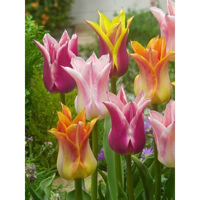 LILY FLOWERING MIXED - LILIOVITÝ TULIPÁN MIX Množství cibulek v jednom balení: 5 ks – Zbozi.Blesk.cz