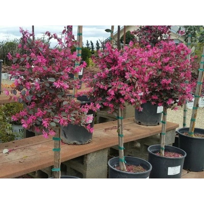 Loropetalum čínske Rubra na 80-90 cm kmienku, výška 150-180 cm, kvetináč 35 l